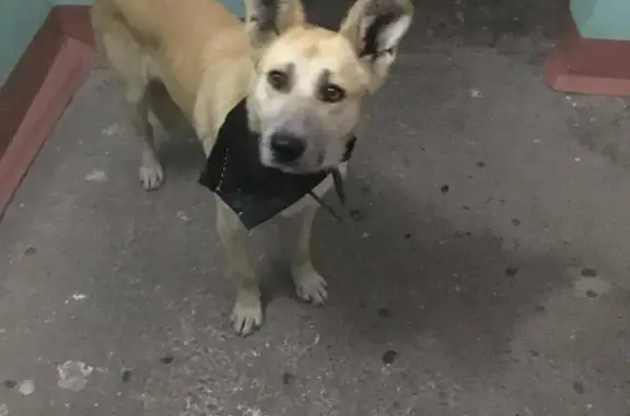 Найден крупный пёс в Хабаровске