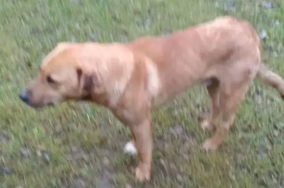 Найдена собака в Пешковском управлении