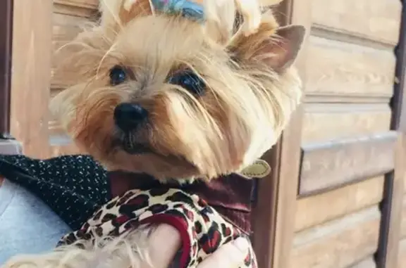 Собаки потеряшки, , фото: Потеряшка собака Йокшер Бритни, адрес: Ульянова 52, Казань.