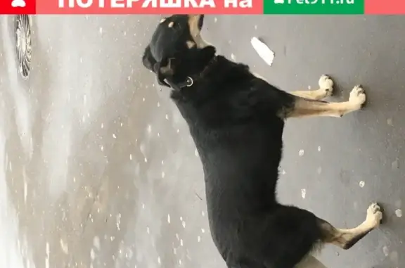Найдена собака у метро Коломенская