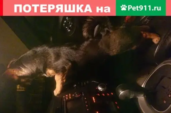 Найден пес в Дмитровском селе