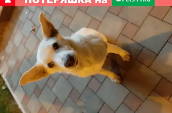 Собака потерялась в Краснодаре (ФМР)