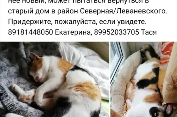 Пропала кошка на Одесской улице