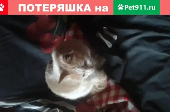 Найдена домашняя кошка в Сергиевом Посаде, СНТ Салют