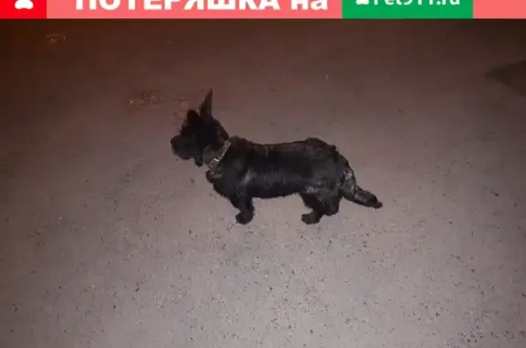 Найдена черная собака с ошейником на Чебоксарском проспекте