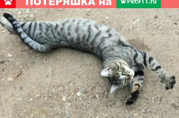 Потерянные животные Смоленск, фото: Пропала кошка на улице Верхне Ясенный Водозабор