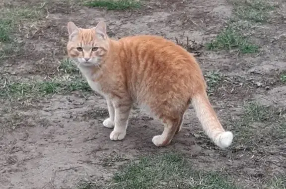 Кошки потеряшки, Тамбов, фото: Потеряшка кошка в селе Куксово, Тамбовская область.
