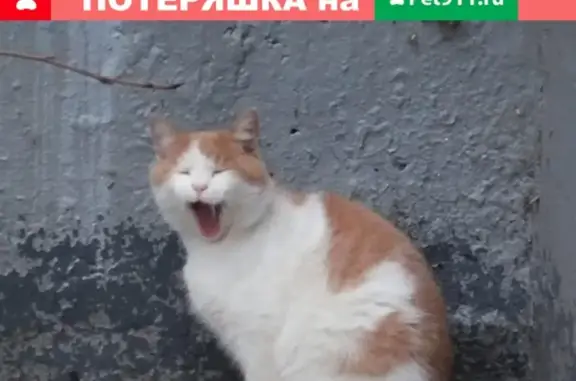 Найдена кошка на улице Пырьева, Москва