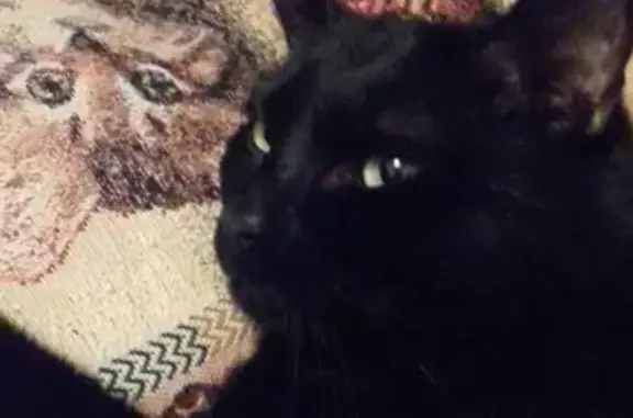 Кошки потеряшки, Куровское, фото: Потеряшка черный кот в Куровском, Московская обл.