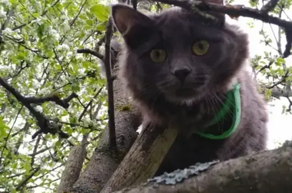 Кошки потеряшки, Москва, фото: Потеряшка кошка на Нарвской улице, Москва