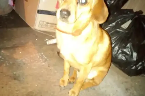 Собака Рыжий найден в Братске, Иркутская область