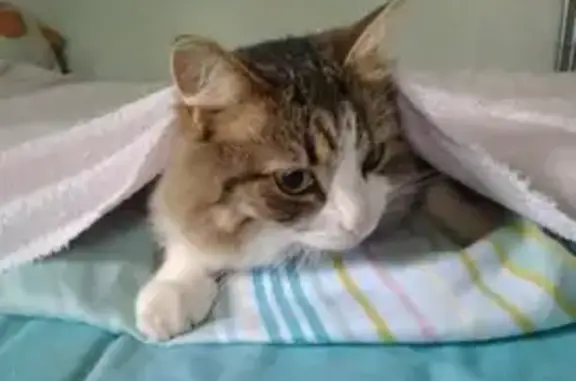 Кошки потеряшки, , фото: Потеряшка взрослая кошка в Пушкино, район ст. 