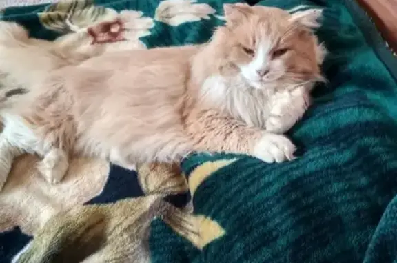 Кошки потеряшки, Саранск, фото: Потеряшка рыжий кот в Звездном, Саранск, 431520