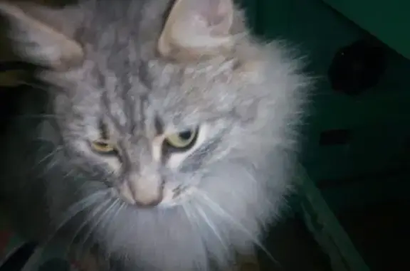 Пропала кошка Феня на Мачтовой улице