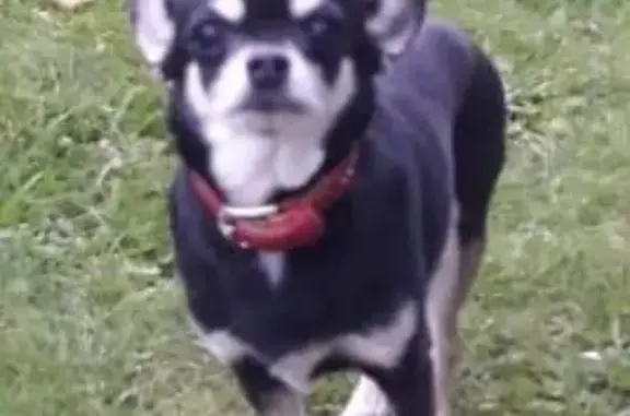 Собаки потеряшки, Екатеринбург, фото: Потеряшка собака по адресу ул. Советская-Уральская-пер. Парковый, порода чихуа-хуа.