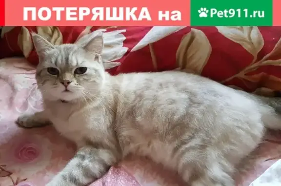 Пропал кот на Белорусской, Ростов-на-Дону