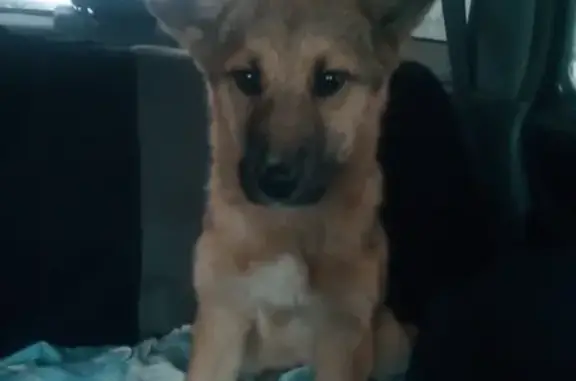 Найдена собака около китайского моста в Ангарске