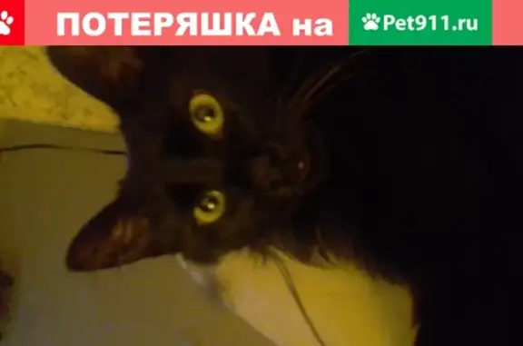 Кошки потеряшки, Москва, фото: Потеряшка кошка Кот Гавр на улице Расплетина, Москва