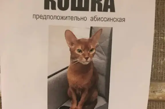 Найдена кошка в Вешняках, Москва