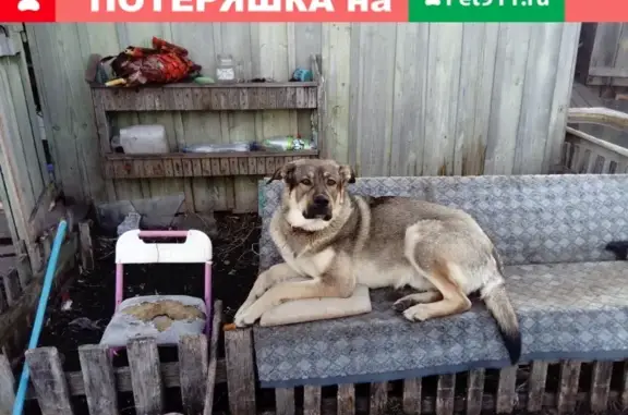 Пропала собака породы алабай в Ульяновской области