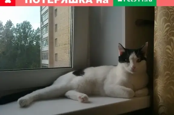 Пропала кошка Гера в Тольятти