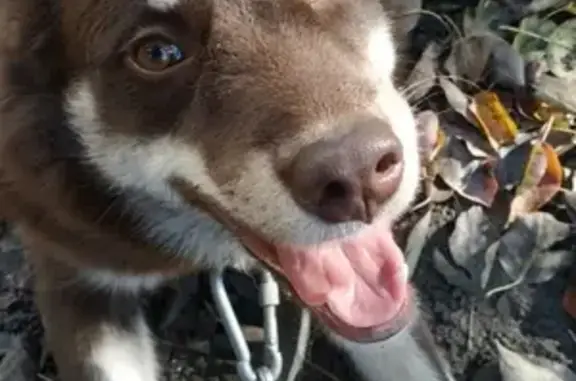 Потерянные животные Калининград, фото: Пропала собака Милка на ул. Александра Невского, 39