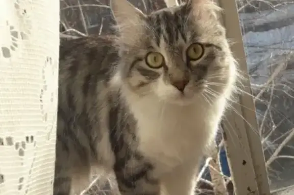 Пропала кошка в Кувандыке, Оренбургская область