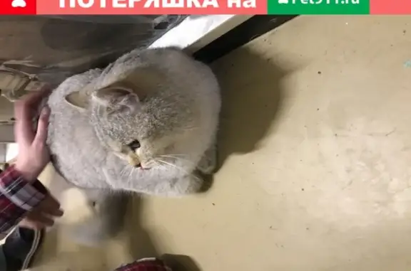Найден кот на Бирюлевской, 47к1с3