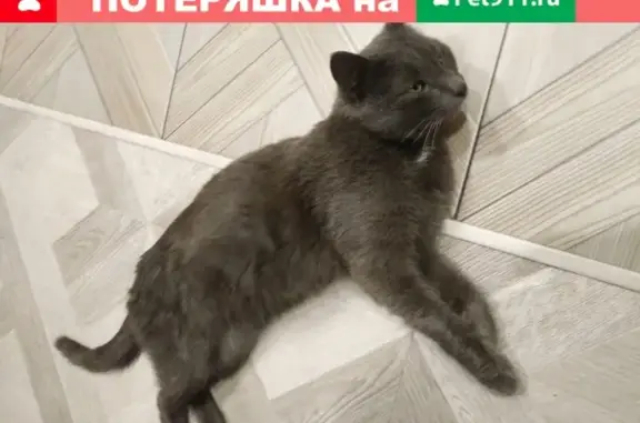 Найден серый кот в Лекаревке, Уфа, Россия.