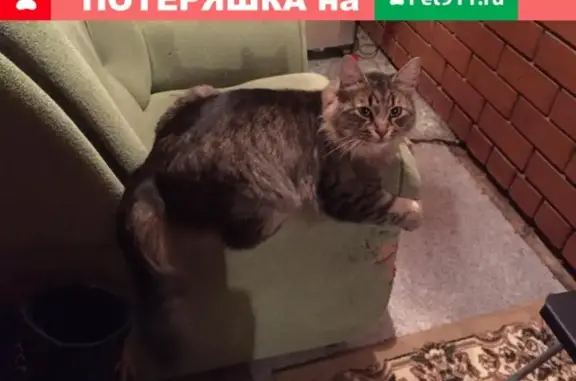 Пропала кошка в Ильинском рабочем посёлке, помогите найти!