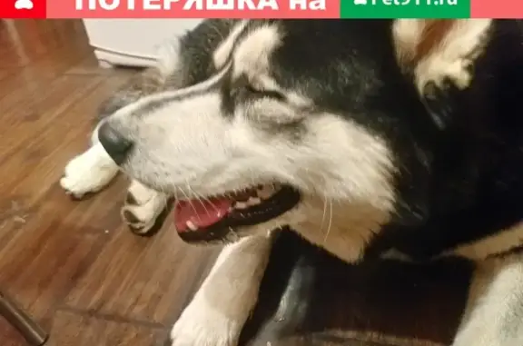 Найдена крупная собака в Таганроге, 1-й Крепостной переулок, 58