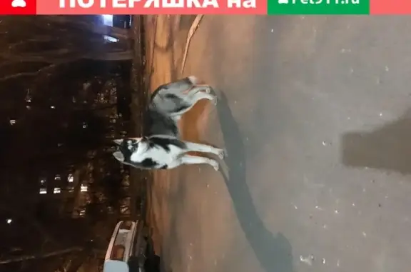 Пропала собака на улице Немировича-Данченко