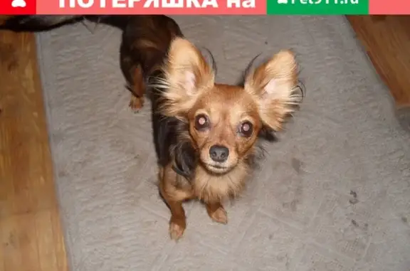 Собаки потеряшки, Лиски, фото: Потеряшка собака на Песковатских дачах, рыжий той терьер с чернью.