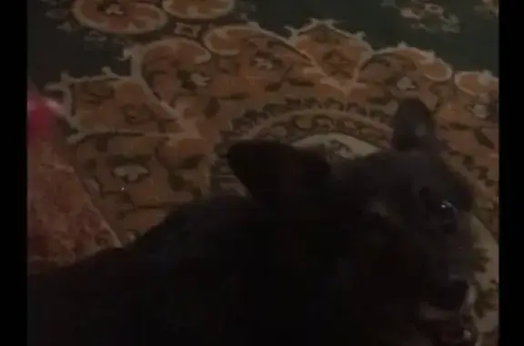 Собаки потеряшки, Воронеж, фото: Потеряшка собака Жук на ул. Калачеевской, Воронеж