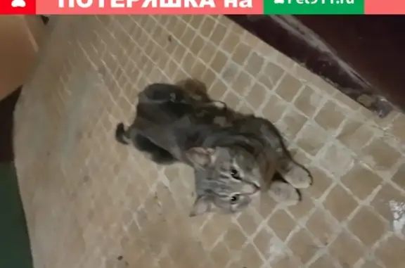 Найдена кошка на Парковской, Орехово-Зуево