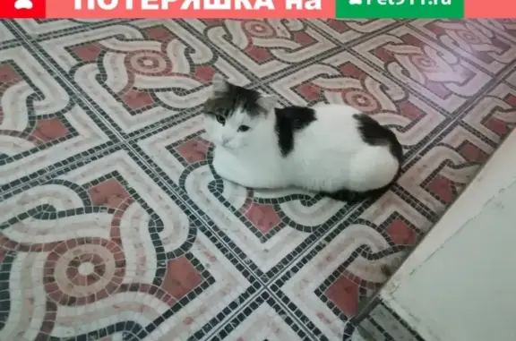 Ухоженный кот найден на Академической улице в Иркутске