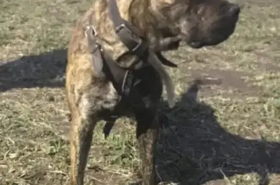 Собаки потеряшки, Курск, фото: Потеряшка собака на Хомутовской улице в Курске