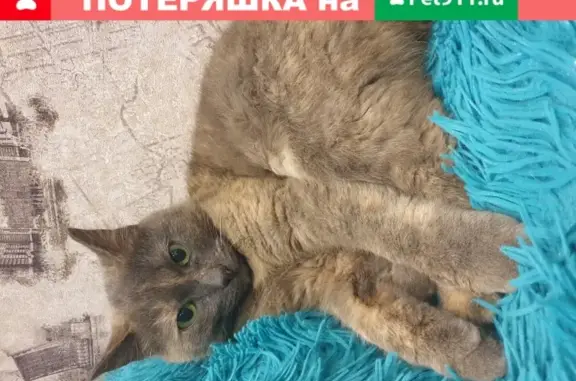 Найдена кошка на Новой д7к3