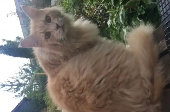 Пропала кошка на Железнодорожной, Гатчина