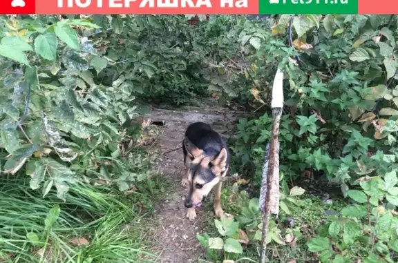 Пропала собака в Заклязьменском на Зелёной улице