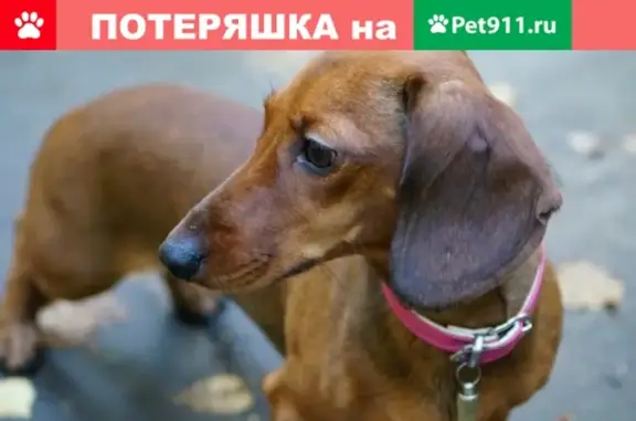 Потерянные животные Москва, фото: Пропала собака в Москве на улице Металлургов, 32к3