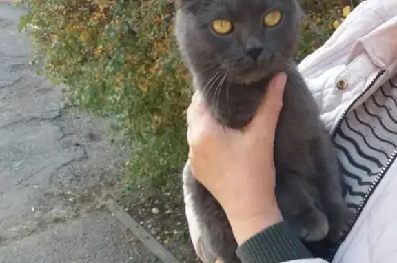 Найдена кошка на ул. Гражданской, Краснодар.