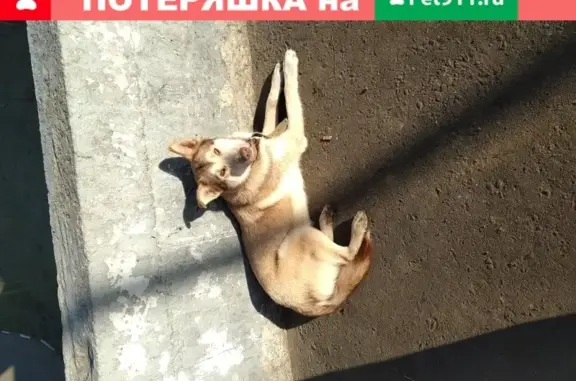 Собака возле Макдоналдс в Домодедово, М4.