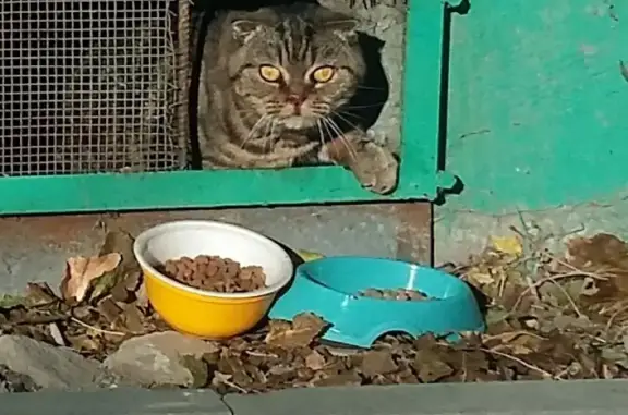 Потерянный кот на ул. Еременко, 27 в Краснооктябрьском районе