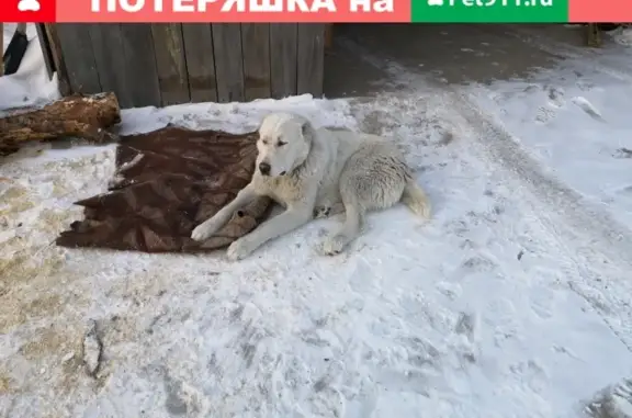Собака найдена в Павловском районе, Алтайский край