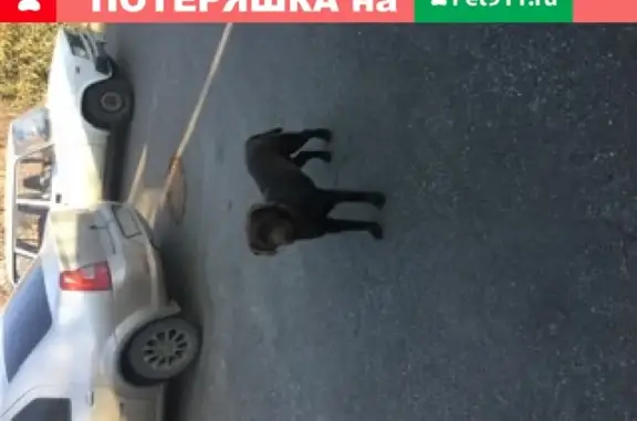 Найдена собака в Раздорбаркина, Белгород