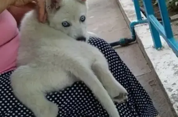 Собаки потеряшки, Астрахань, фото: Потеряшка собака хаски Эмма в Ленинском районе, Астрахань