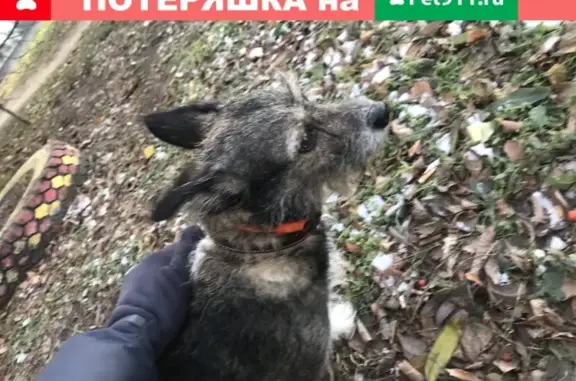 Найдена собака возле метро Козья слобода, ул. Чистопольская 4