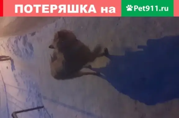 Найден крупный пес на ул. Ивановского в Томске
