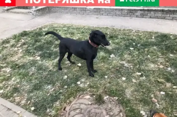 Найдена черная собака на ул. Невзоровых 53